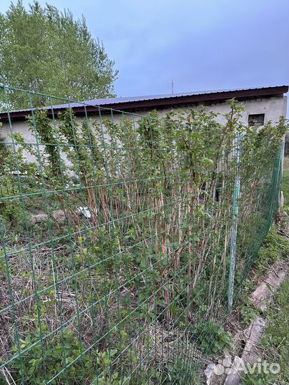 Кусты малины