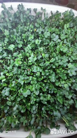 Здоровое питание,микрозелень