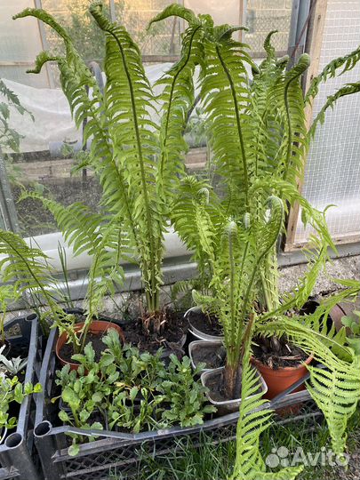 Многолетние садовые цветы