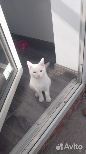 Кот