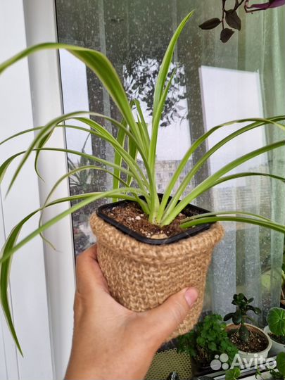 Хлорофитум