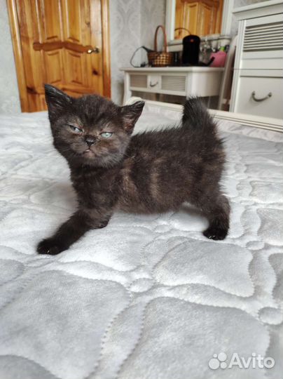 Шотландские котята