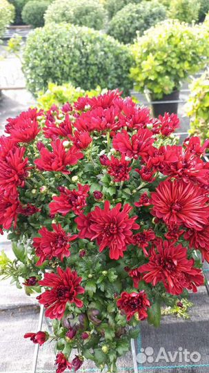 Хризантема мультифлора от производителя