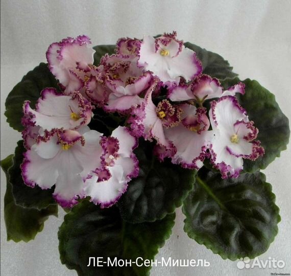 Сортовые фиалки