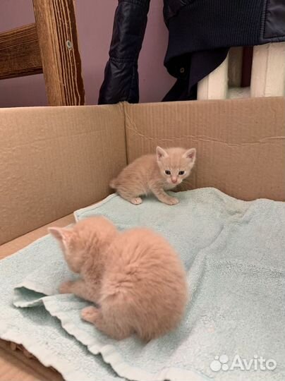 Котята бобтейл