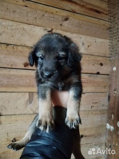 Щенок в добрые руки бесплатно