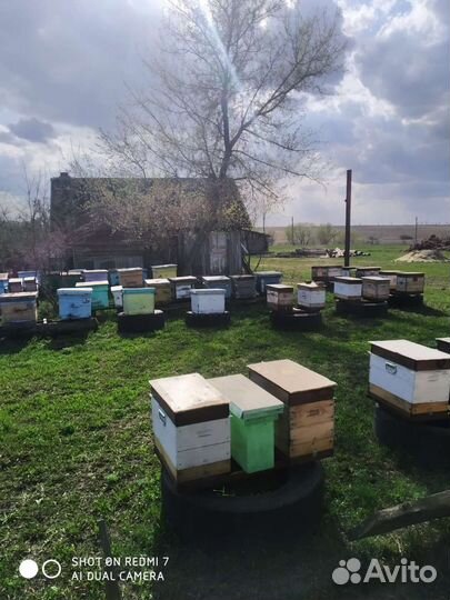 Продам пчелопакеты на высадку