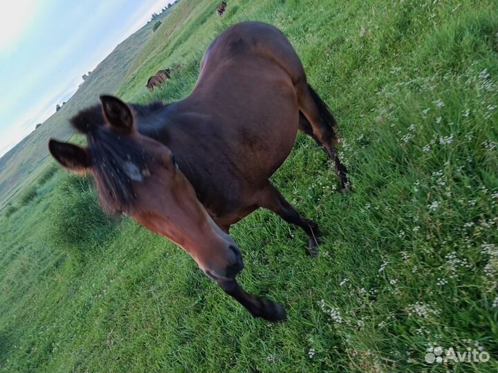 Кобыла с жеребенком