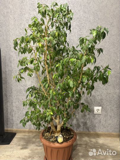 Фикус Бенджамина
