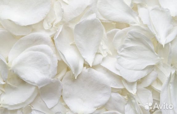 Белые лепестки роз