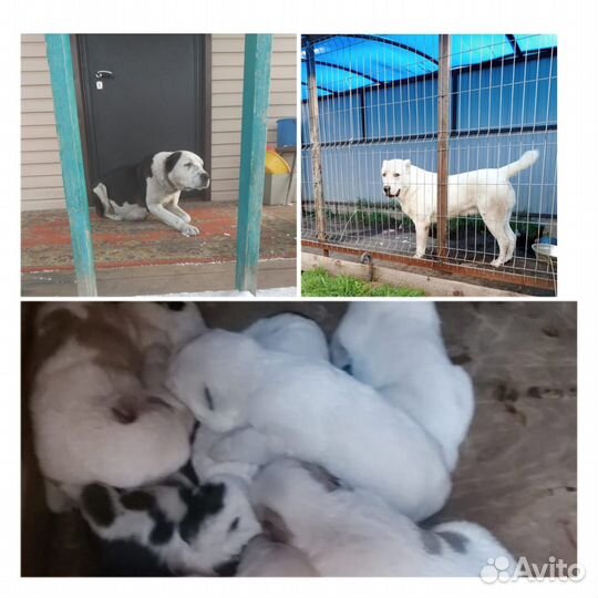 Щенки алабая