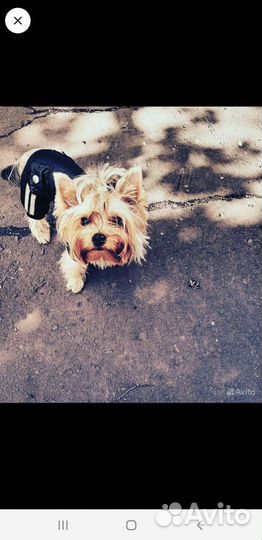 Йоркширский терьер