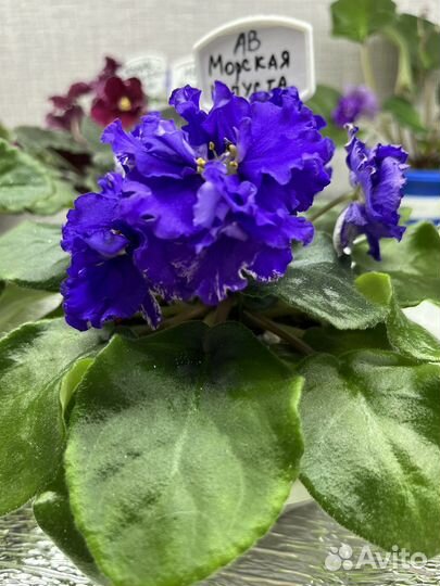 Фиалки сортовые,лист на срез