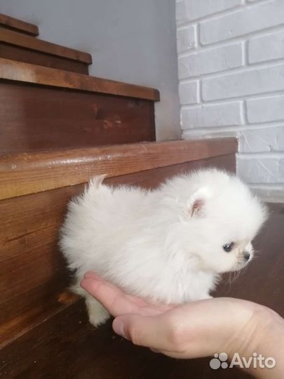 Померанский шпиц мини микро