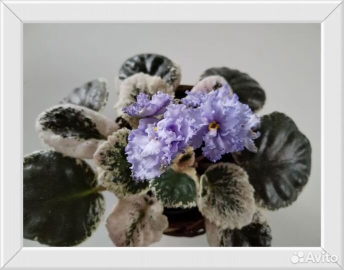 Сортовые фиалки цветущие