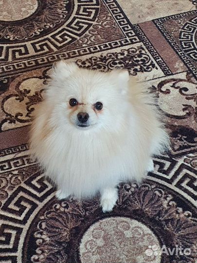 Померанский шпиц