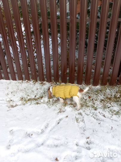 Кавалер кинг чарльз спаниель девочка