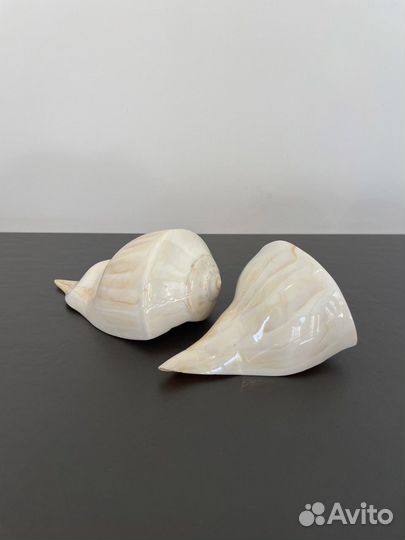 Ракушка морская большая