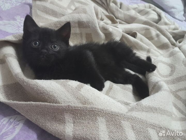 Котенок в добрые руки