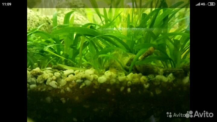 Растения аквариумные