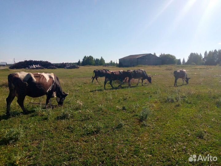 Крс,быки,тёлки,телята