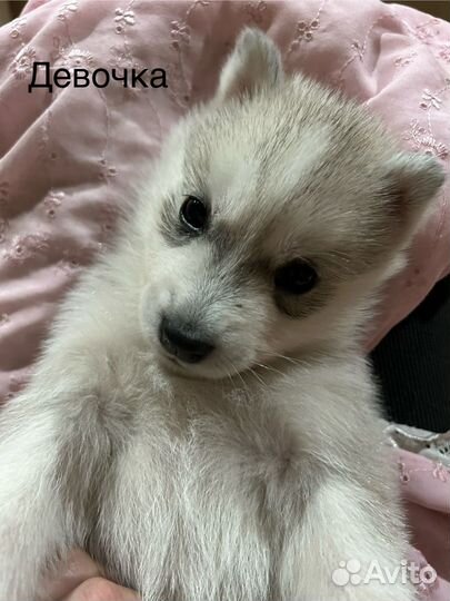 Щенки хаски