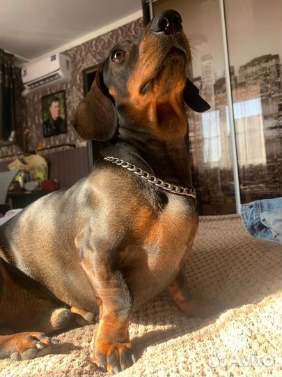 Карликовая такса