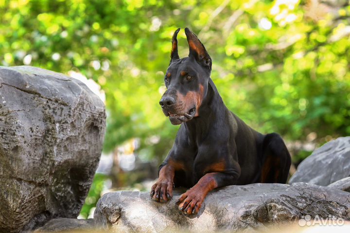 Фотосессия с доберманом