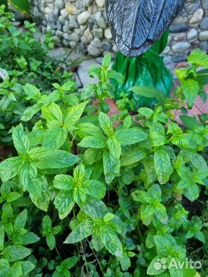 Мята. Многолетние цветы