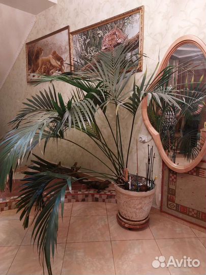 Пальма веерная