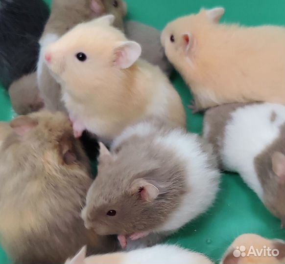 Ангорские Сирийские Хомяки Ручные от Заводчика