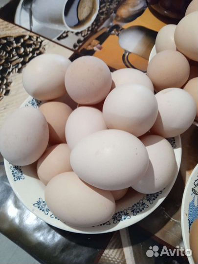 Домашние куриные яйца