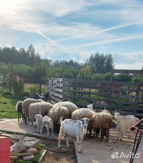 Молодые овцы козы козлята