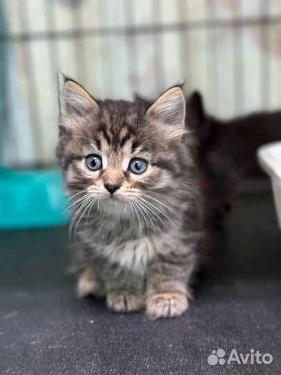 Котята ищут дом