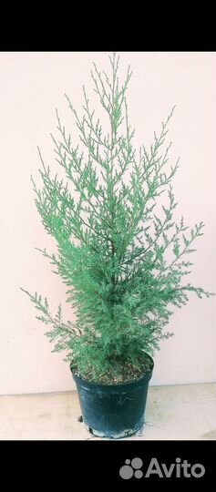 Можжевельник Виргинский Глаука