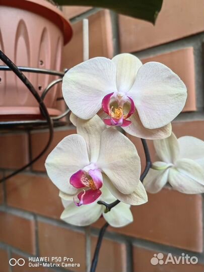 Орхидея