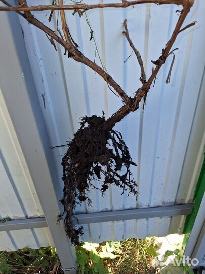 Виноград изабелла куст 4г