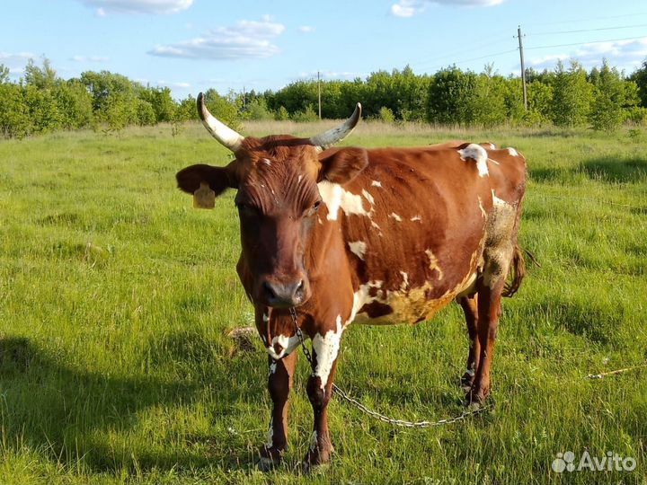 Корова,теленок,тёлка стельная Джерсийки,Айширская