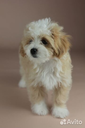 Мальтипу люкс девочка с документами