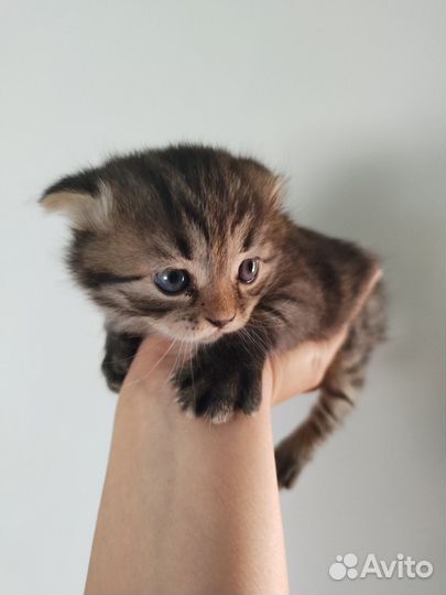 Котенок мальчик вислоухий