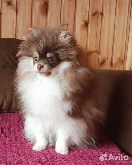 Померанчик редкого окраса