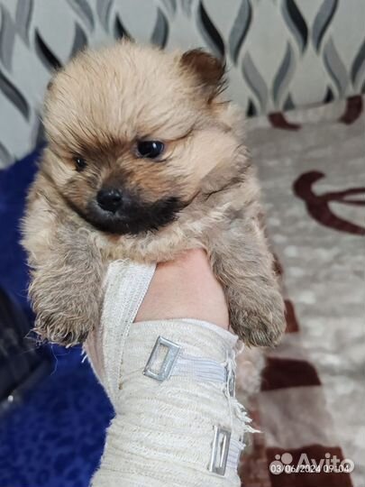 Померанский шпиц мини