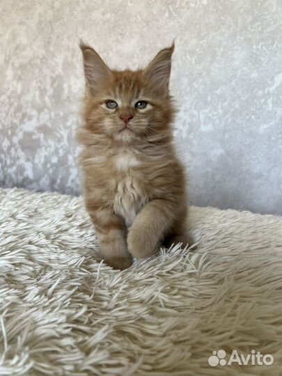 Котята мейн-кун