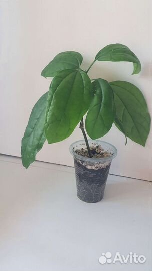 Клеродендрум томпсон