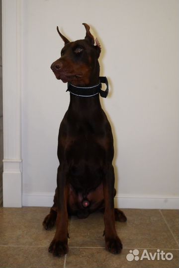 Доберман 10 месяцев