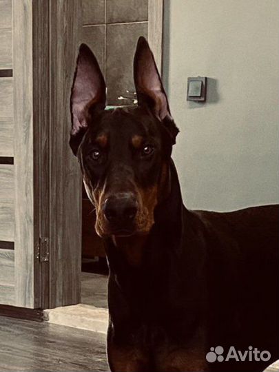 Вязка Доберман