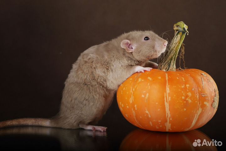 Декоративная крыса дамбо, крысята из питомника