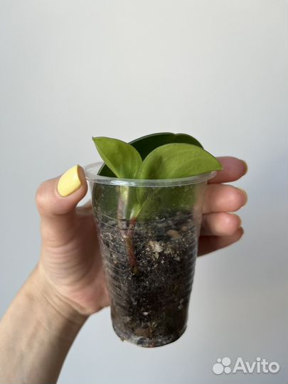 Фикусы разные