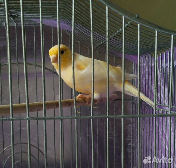 Кенара и канарейки