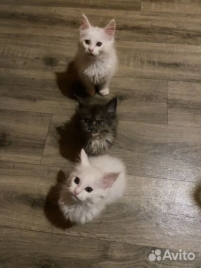 Котята мейн-кун